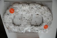 Zvaigznes Diena 2014